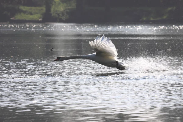 Aterrizaje de un cisne mudo en Francia —  Fotos de Stock