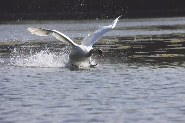 Aterragem de um mudo de cisne na frança — Fotografia de Stock