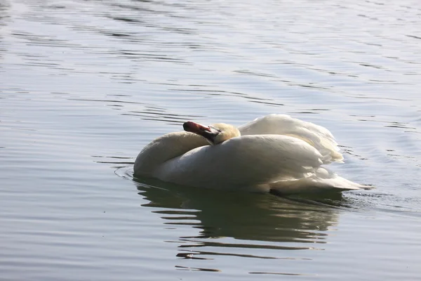 Silencio cisne salvaje en su lago en Francia . —  Fotos de Stock