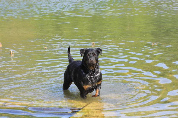 Grande rottweiler feminino depois de jogar na água — Fotografia de Stock