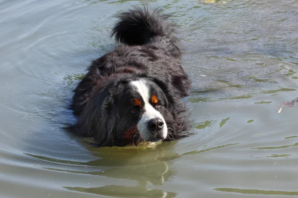 Berneński pies pasterski piękne, pływanie w wodzie jeziora (bouvier nernois) — Zdjęcie stockowe