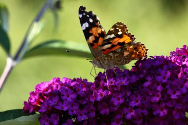 Kelebek Cynthia cardui, la belle dame