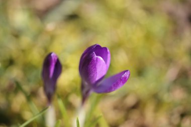 Crocus srping çiçek