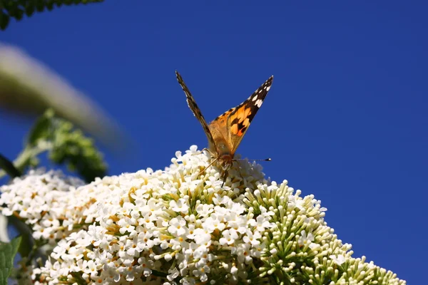 Schmetterling Cynthia cardui, die schöne Dame — Stockfoto