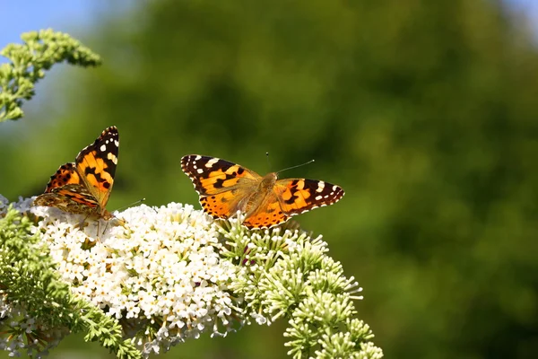 Бабочка Синтия Кардуи, красавица — стоковое фото