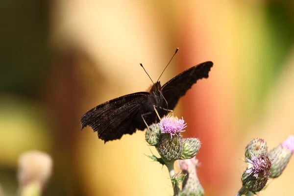 蝶 inachis パオン du jour を孔雀します。 — ストック写真
