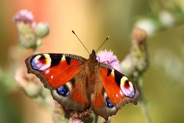 Butterfly inachis, Paon du jour, peacock — Stock Photo, Image