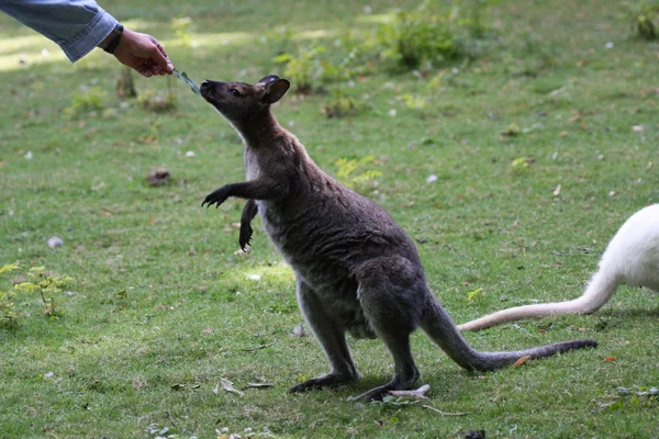 Bennett Wallaby, canguru em um zoológico na França — Fotografia de Stock