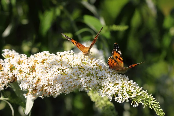 Butterfly cynthia cardui, la belle dame — Stockfoto