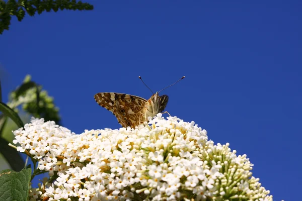 Метелик цинія Кардуї, Ла Бельгія дама — стокове фото