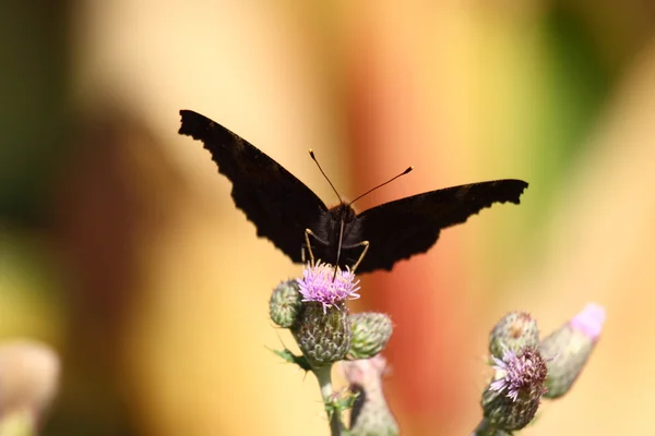 Farfalla inachis, Paon du jour, pavone — Foto Stock