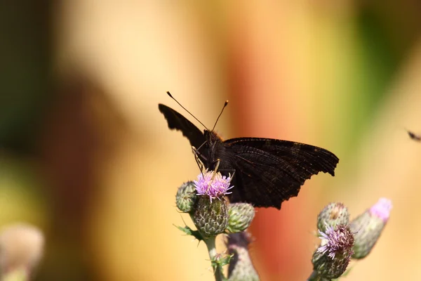 Papillon inachis, Paon du jour, paon — Photo