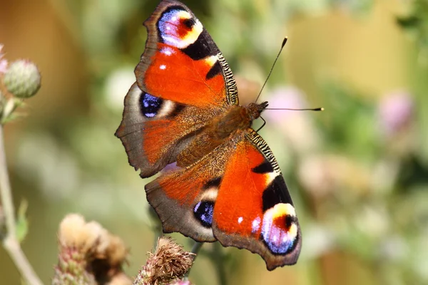 Інакіс метеликів, журнал Паон дю, павич — стокове фото