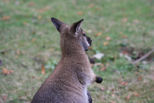 Walibi, canguro — Foto de Stock