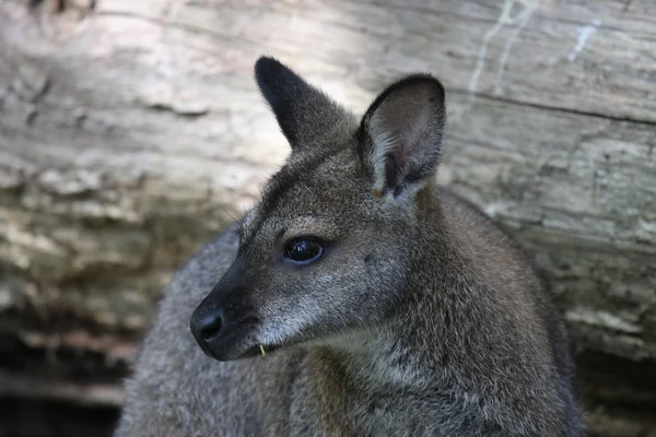 Walibi, kangur — Zdjęcie stockowe