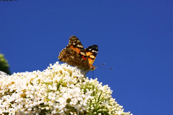 Butterfly cynthia cardui, la belle dame — Stok Foto
