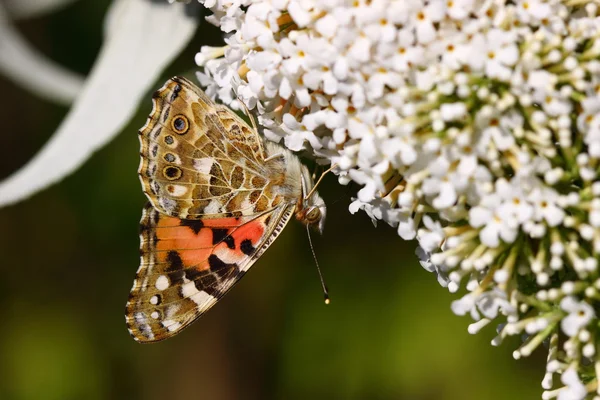 Бабочка Синтия Кардуи, красавица — стоковое фото