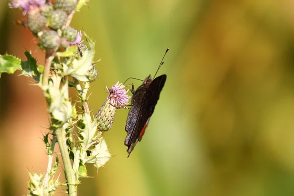 Motýl inachis, paon du jour, Páv — Stock fotografie