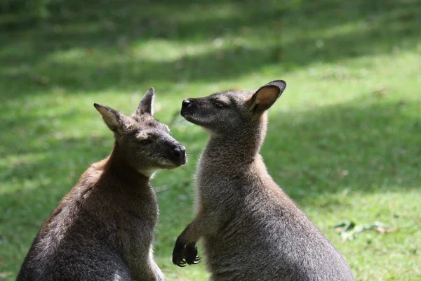 Walibi, kangoeroe — Stockfoto