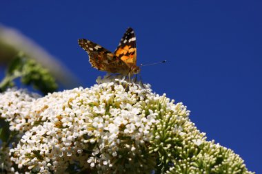 Kelebek Cynthia cardui, la belle dame