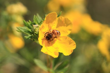 Arı, apoidea, abeille