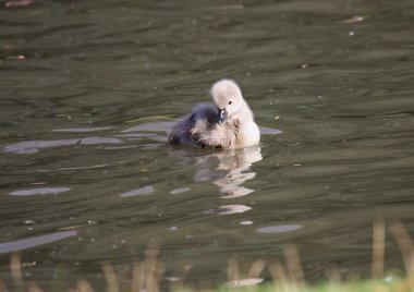 Genç siyah kuğu, cygnets anatidae