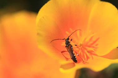 Stenopterus rufus (linnaeus)