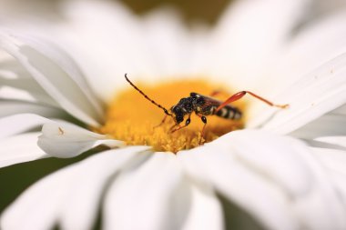 Stenopterus rufus (linnaeus)