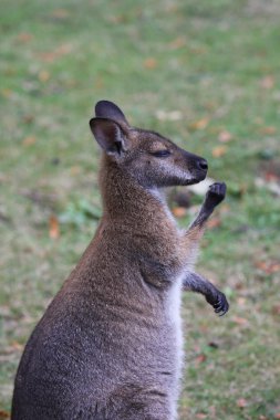 Bennett Wallaby, Kangaroo clipart