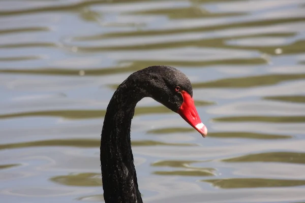 Černá labuť, anatidae — Stock fotografie
