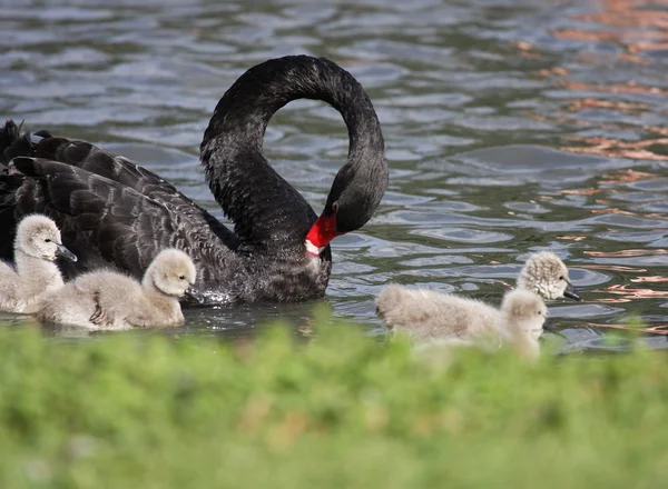 Young black swan, cygnets anatidae — Stock Photo, Image