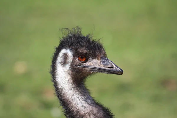 Emu, avestruz — Fotografia de Stock