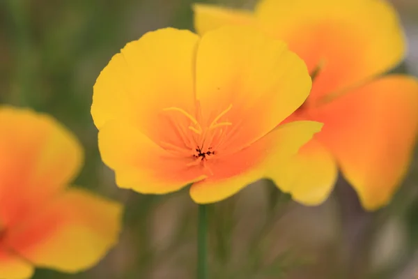 Eschscholtzia van california, california poppy — Stockfoto