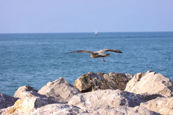 stock image Young Gull, seagull