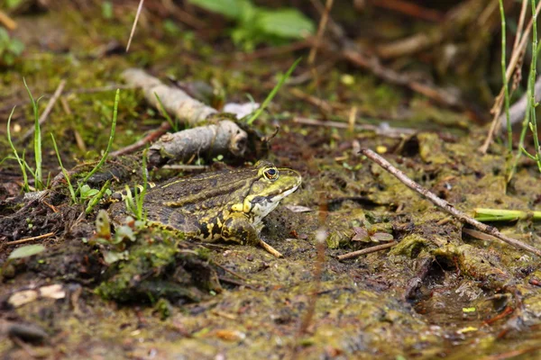 stock image Frog green