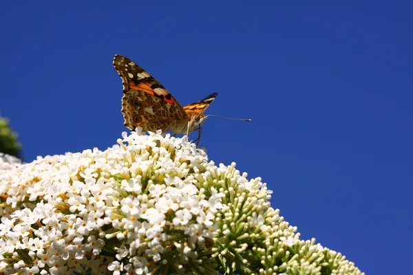 Butterfly cynthia cardui, la belle dame — Stock Photo, Image