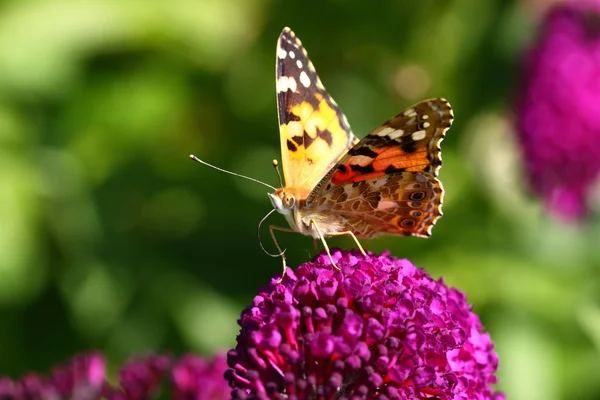 Schmetterling Cynthia cardui, die schöne Dame — Stockfoto