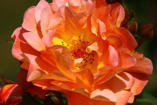 Růžová zahrada — Stock fotografie