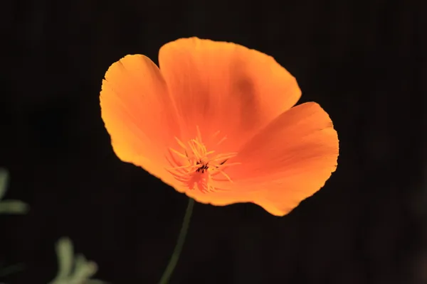 Eschscholtzia California, california Mak — Zdjęcie stockowe