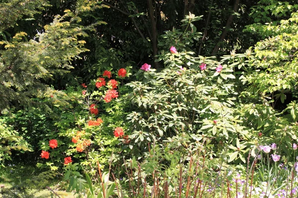 Fleurs printanières dans un jardin — Photo