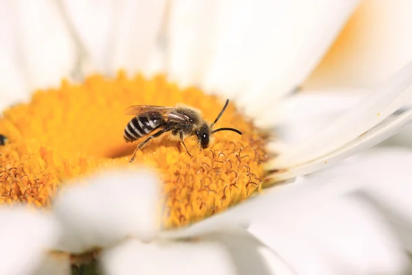Bi, apoidea, abeille — Stockfoto