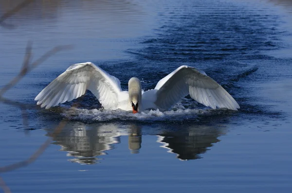 Swan attack — Stockfoto