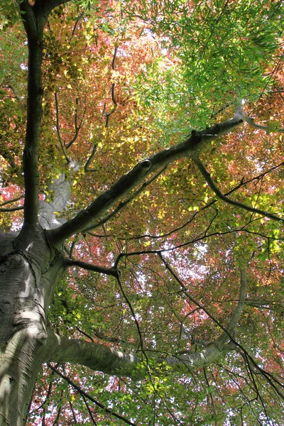 Hêtre cuivré, sommet des arbres — Photo