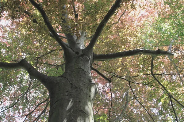 Copper beech, tree-top — Stok fotoğraf