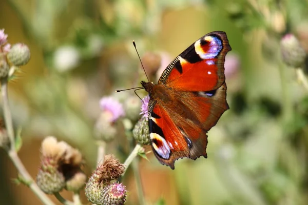 Butterfly inachis, Paon du jour, peacock — Stock Photo, Image