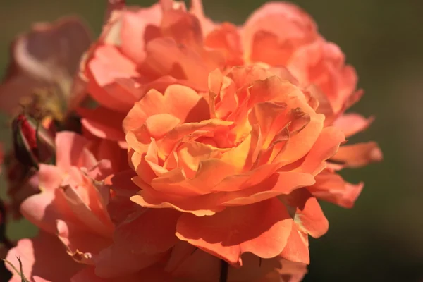 Roseira jardim — Fotografia de Stock