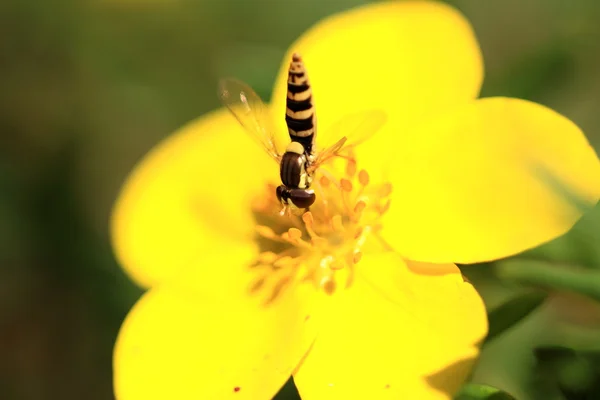 Blomflugor syrphe syrphidae — Stockfoto
