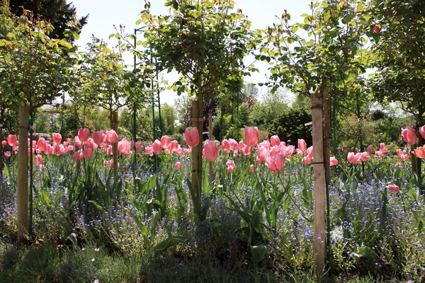 Vårblommor i en trädgård — Stockfoto