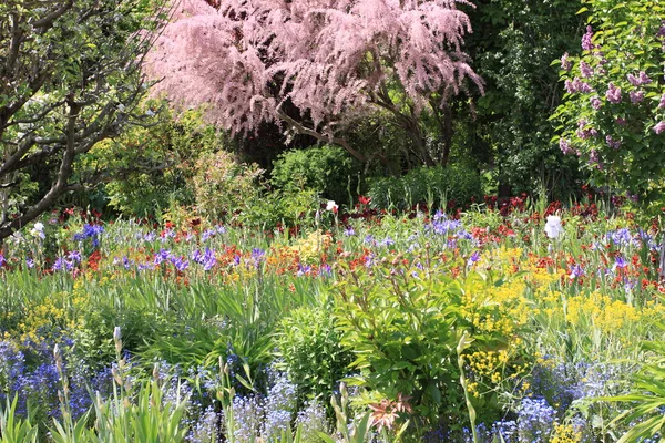 Flores de primavera en un jardín —  Fotos de Stock