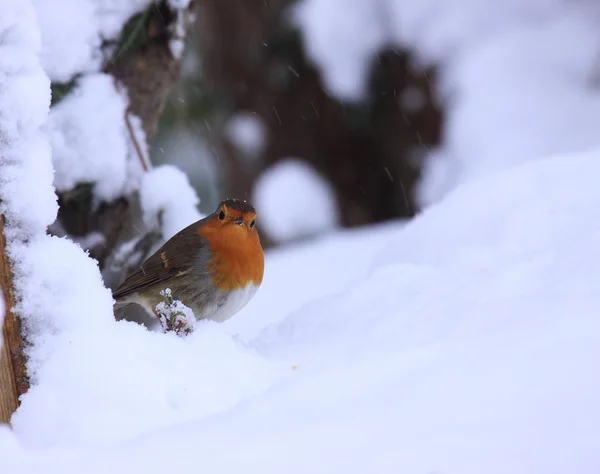 Robin ve sněhu — Stock fotografie